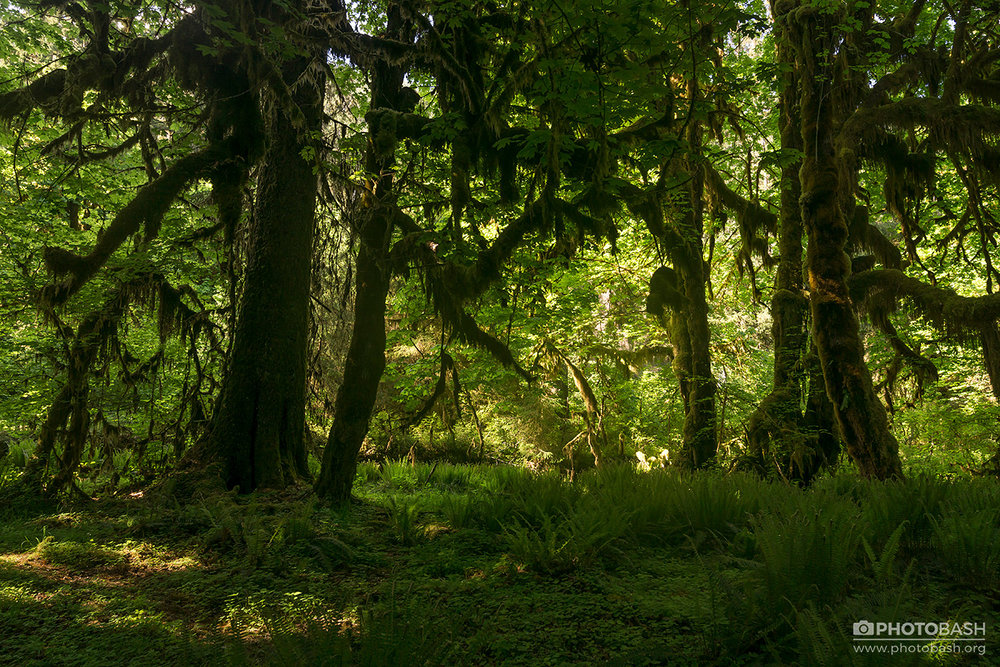 Ancient Forest Mossy Woodlands
