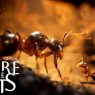 Empire of the Ants
