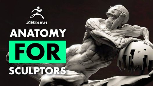 FlippedNormals - Fundamental Anatomy for Sculptors