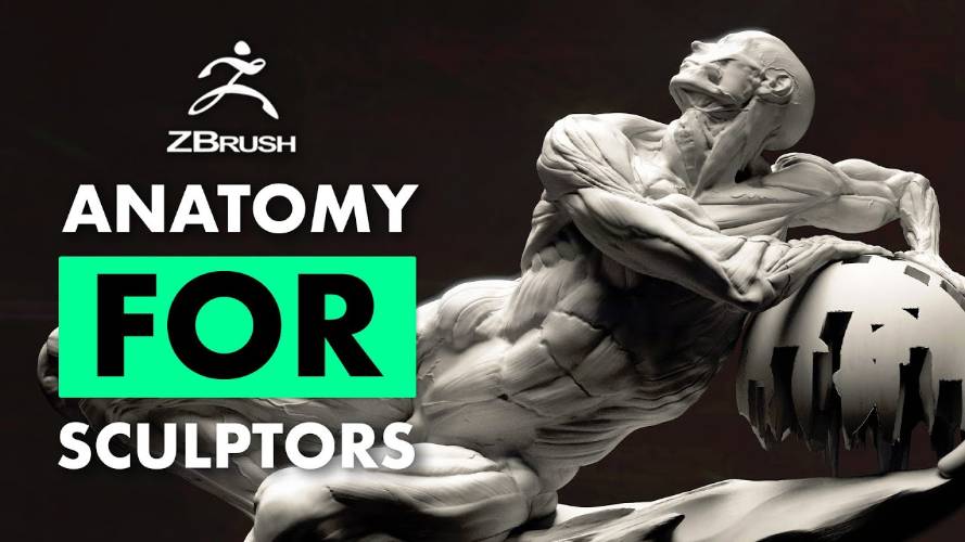 FlippedNormals - Fundamental Anatomy for Sculptors