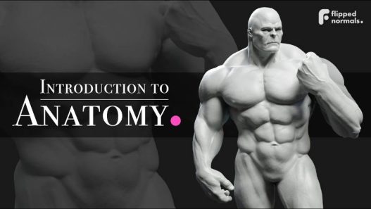 FlippedNormals - Introduction to Anatomy