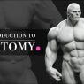 FlippedNormals - Introduction to Anatomy Free Download FlippedNormals - Introduction to Anatomy