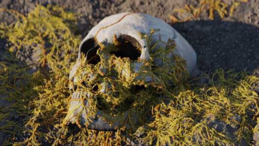 Procedural Fungus Growth for Blender Free Download Procedural Fungus Growth