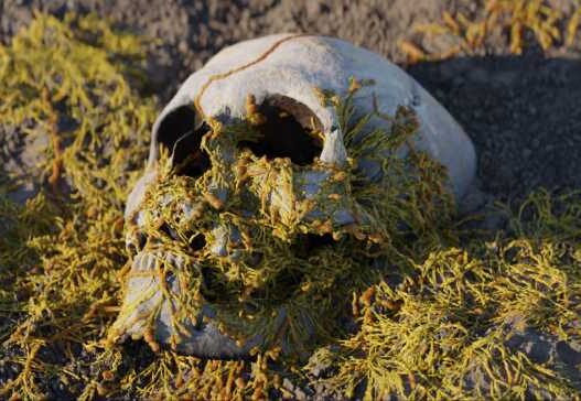 Procedural Fungus Growth for Blender Free Download Procedural Fungus Growth