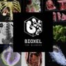 Bioxel Nodes v2.0.0 Free Download Bioxel Nodes