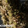 Smart Trees - Super Close-Up Trees Free Download Smart Trees - Super Close-Up Trees