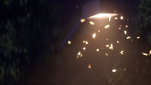 Moth Generator