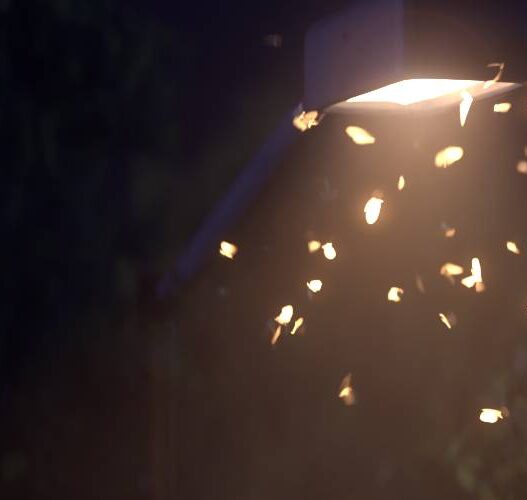 Moth Generator for Blender Full Version Free Download Moth Generator